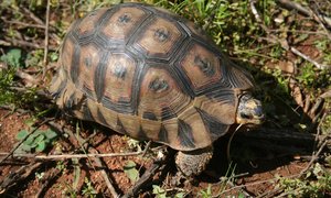 Pearly Beach Bewarea Conservancy - Tortoise Project